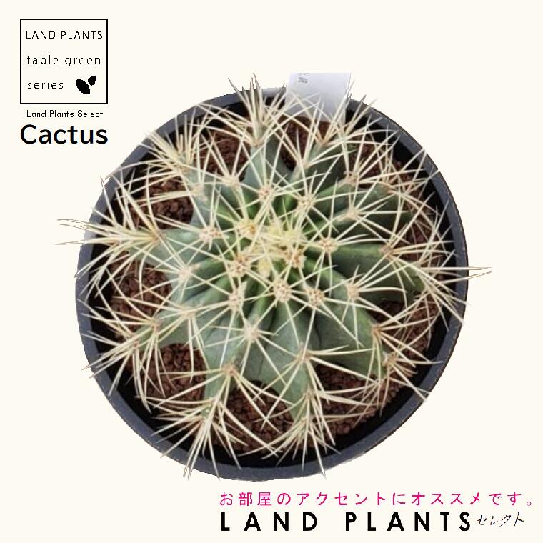 サボテン（王冠竜：オウカンリュウ） 5号 黒色 プラスチック鉢 1鉢 ブルーバレル Ferocactus glaucescens | ランドファーム