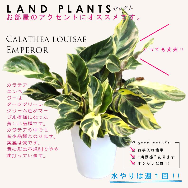 楽天市場】【お試し】 カラテア（エンペラー） 4号 白色