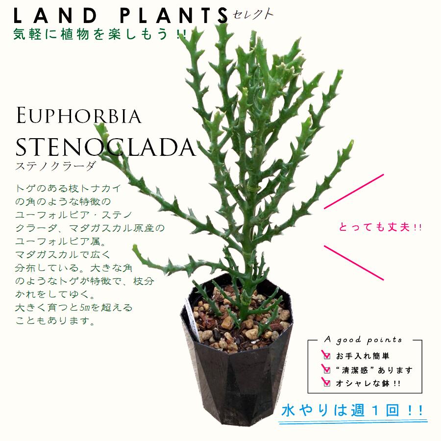 EUPHORBIA JOURNAL 1 ユーフォルビア 洋書 植物 インテリア BOOK】EUPHOBIA JOURNAL : スタンダードブックストア