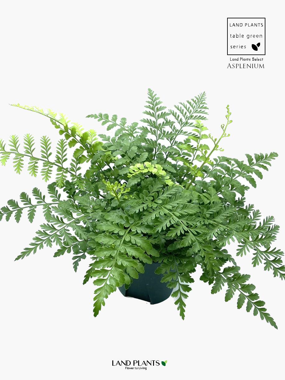 郵便局員も唸る!?鉢植え植物の梱包方法投げられても落とされても