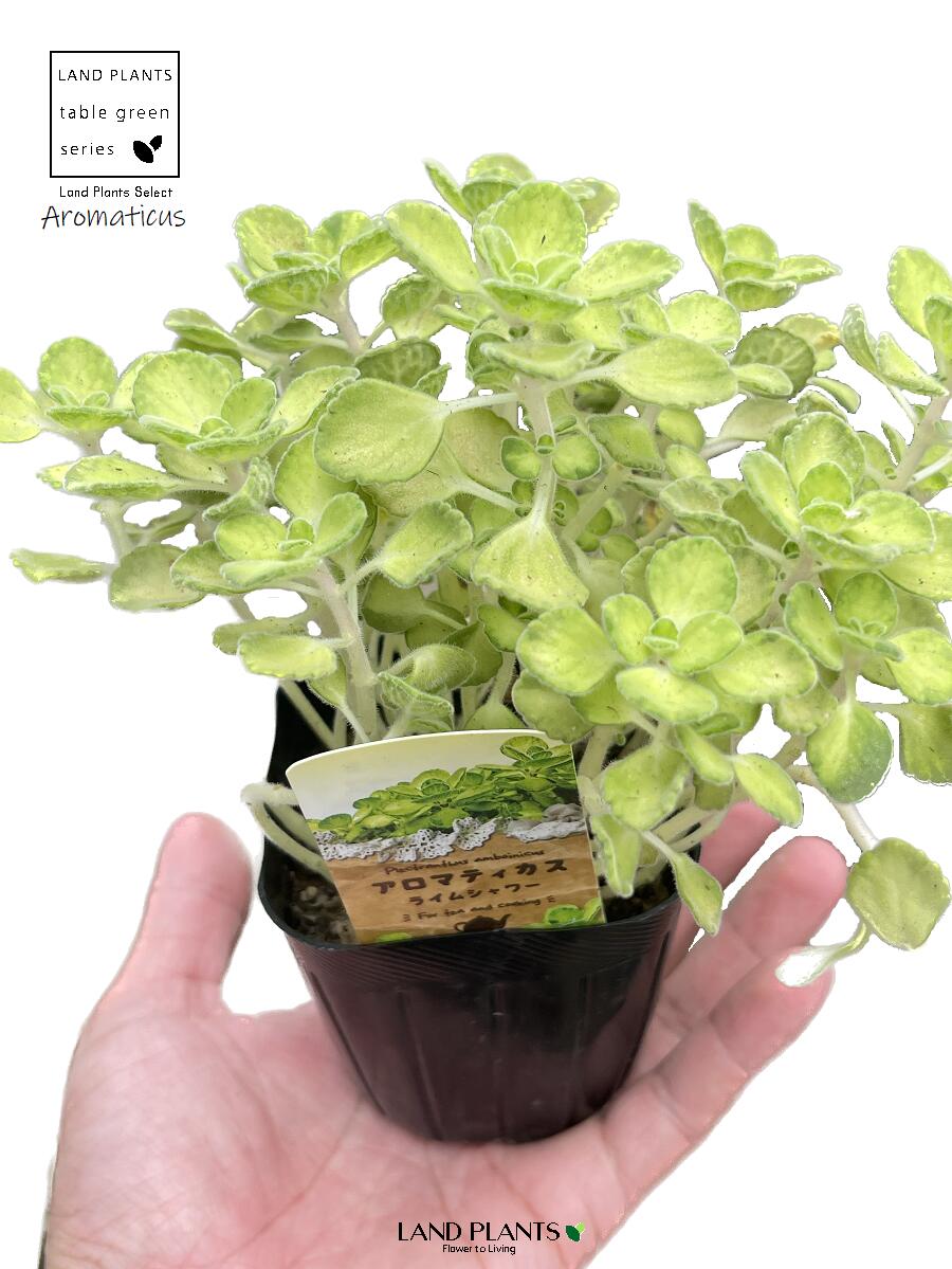 楽天市場】斑入り アロマティカス ライムシャワー 3〜3.5号鉢 多肉植物