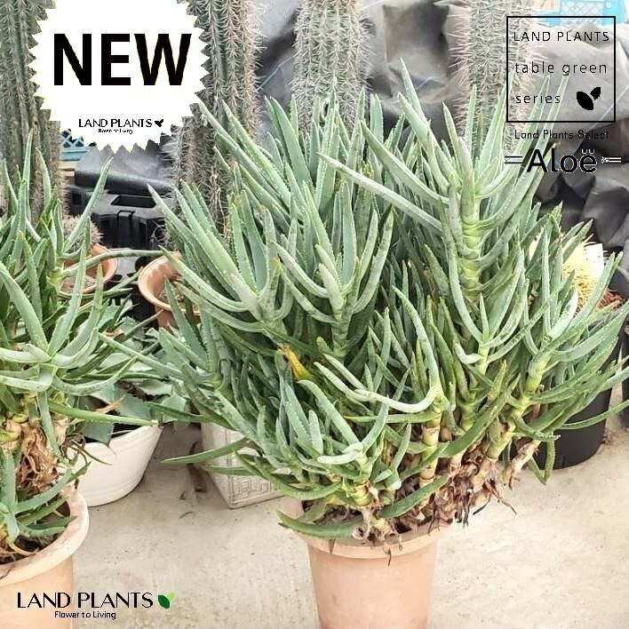 【現品】アロエ　ラモシシマ(ラモシッシマ　ラモッシシモ)　９号　ま7番 楽天市場】NEW！【現品・現物】【大型】アロエ ラモシシマ