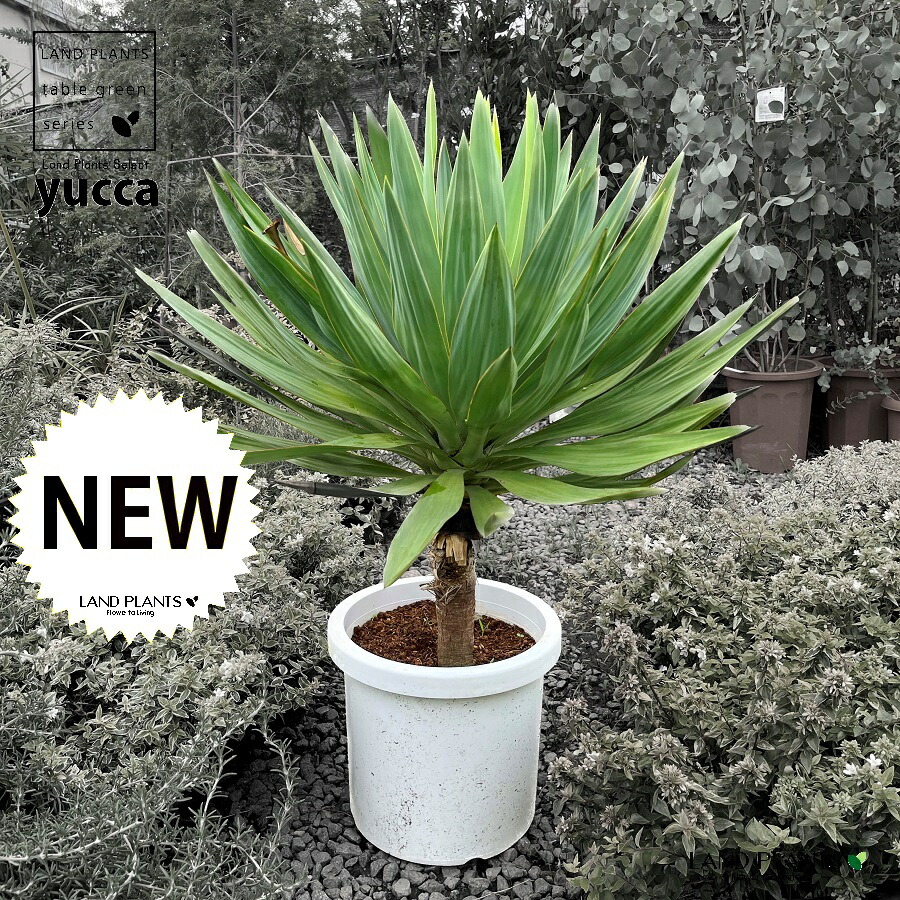 楽天市場】ちり斑いり！【現品・現物】ロックガーデンにお勧め