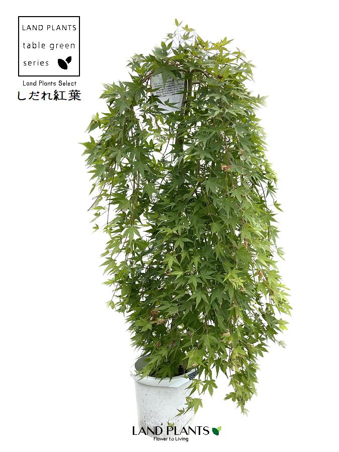 楽天市場】枝垂れ もみじ（流泉：りゅうせん） 1鉢 8号 プラスチック鉢