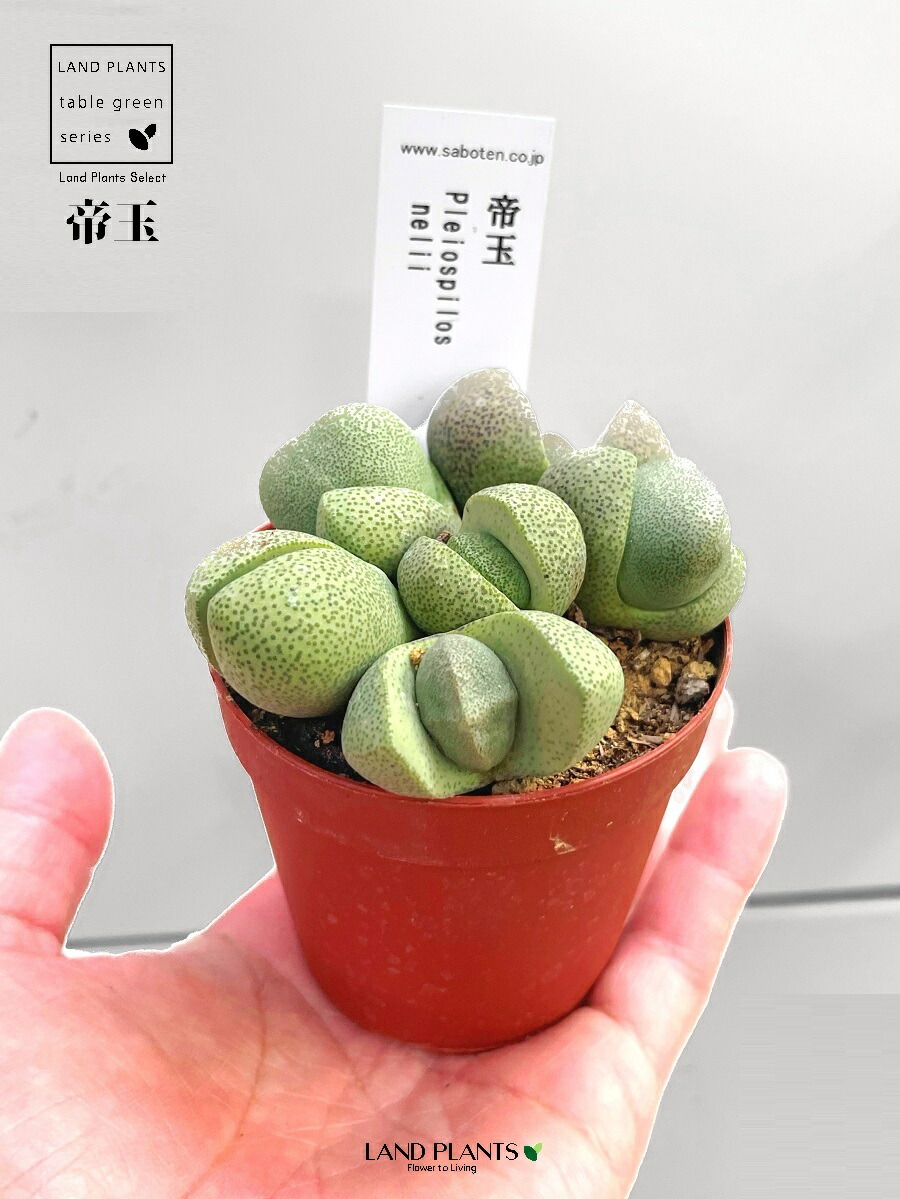 でーさんさま専用　メセン種子 でーさんさま専用 メセン種子 Amazon.co.jp: ウクレレ園芸SHOP