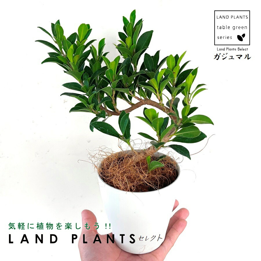 ガジュマル ガジュマル 6号 | 観葉植物 | インテリアやギフトに - Hitohana