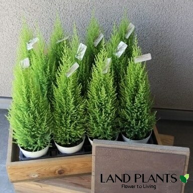 【容れもの売りわたす：11鉢入】 コニファー（濾過性病原体：クレスト） 11鉢 4号 白いこと 可塑性物質鉢 ゴールドクレスト コニファ 針葉樹 Cupressus macrocarpa‘Goldcrest’ 花・観葉植物-花・ガーデン・DIY