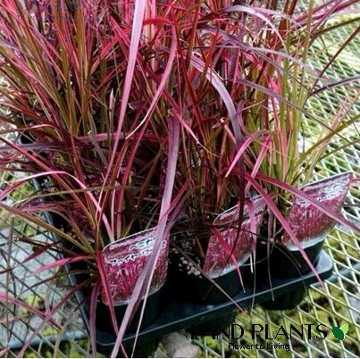 【ケース販売：15入】ペニセタム（花火：ファイヤーワークス）15鉢 3.5号 白色 プラスチック鉢 イネ ペニセタム チカラシバ Pennisetum setaceum 'Fireworks'｜ランドファーム 15,330円
