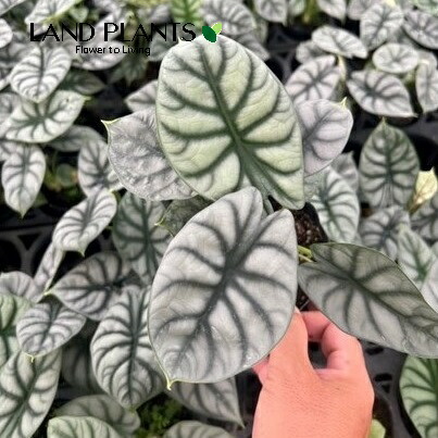 格安 アロカシア シルバードラゴンアルボ アロカシア・シルバードラゴン 4号 | Plants Shop Big Smile 通販