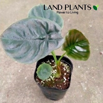 楽天市場】【セール品】アロカシア グリーンユニコーン ねこチップ