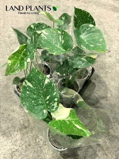 【容れもの売りわたす：6入】 モンステラ（斑入り）6鉢 4号 可塑性物質鉢 1鉢 斑 フイリ Monstera
