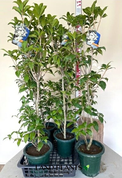 イランイラン鉢植え　開花中　蕾多数　26-1 アウトレット ショップ 通販フラワー・ガーデニング - イラン