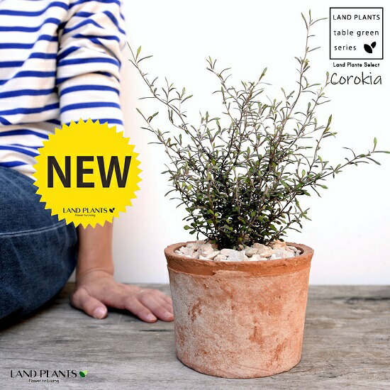 コロキア コトネアスター 茶色 モスポット シリンダー型 陶器鉢 天然砕石 Corokia Cotoneaster 鉢植え 鉢 素焼 テラコッタ 茶 ブラウン 丸 丸形 観葉植物 植物 送料無料 育て方カード Korkmazmauritius Com