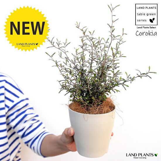 楽天市場】フィルミアナ（コロラータ） 5寸 プラスチック鉢 1鉢 塊根