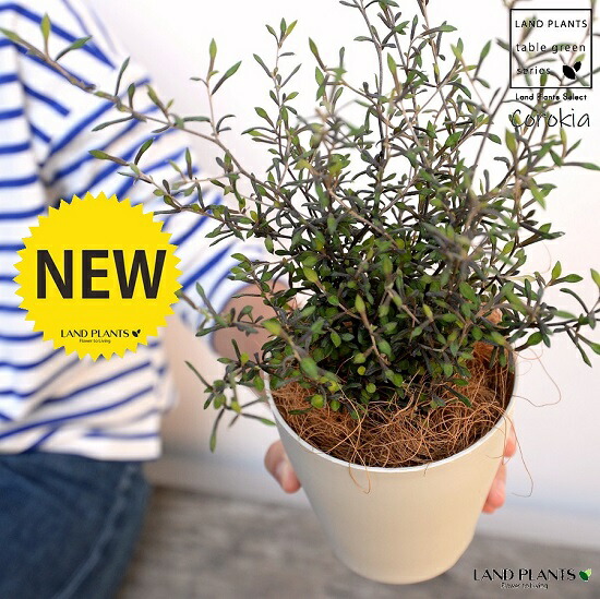 楽天市場】フィルミアナ（コロラータ） 5寸 プラスチック鉢 1鉢 塊根