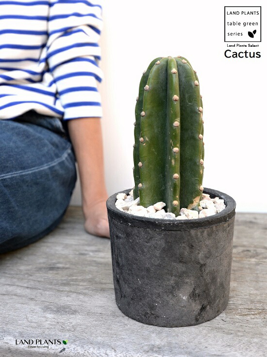 サボテン 棟梁サボテン 1基礎立ち 墨染め色 モスポット シリンダ様式 陶芸頭蓋骨 天然に砕石 1f 柱サボテン 多肉植物 トゲナシサボテン もじゃもじゃなしサボテン カクタス鉢植え 鉢 素焼 テラコッタ 黒 ニグロ 円型 丸形様 観葉植物 植物 貨物輸送無料 Nobhillmusic Com