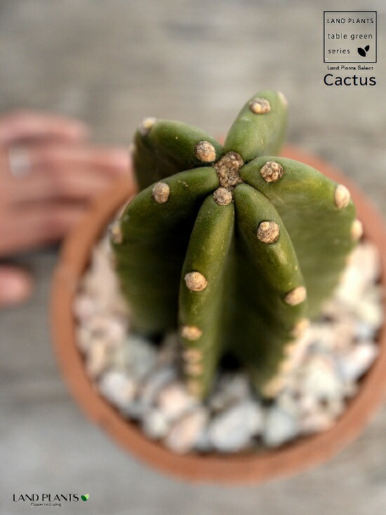 大型　柱サボテン　3本立ち　アンティーク調　陶器鉢　植え込み発送 大型 柱サボテン 3本立ち アンティーク調 陶器鉢 植え込み発送