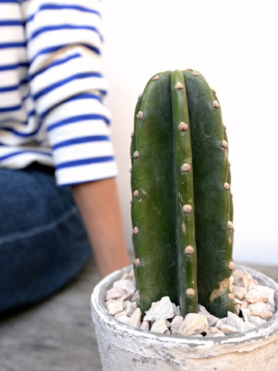 サボテン 幹サボテン 1基盤立ち 白 アンティークホワイト モスポット シリンダ種類 瀬戸ものボウル 生まれ乍ら砕石 サボテン 多肉草木 棘なしサボテン サボテン鉢植え 鉢 素焼 テラコッタ 白 ホワイト アンティークホワイト 金円 丸姿 観葉植物 植物 貨物輸送無料