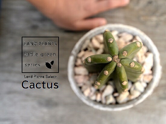 サボテン 幹サボテン 1基盤立ち 白 アンティークホワイト モスポット シリンダ種類 瀬戸ものボウル 生まれ乍ら砕石 サボテン 多肉草木 棘なしサボテン サボテン鉢植え 鉢 素焼 テラコッタ 白 ホワイト アンティークホワイト 金円 丸姿 観葉植物 植物 貨物輸送無料