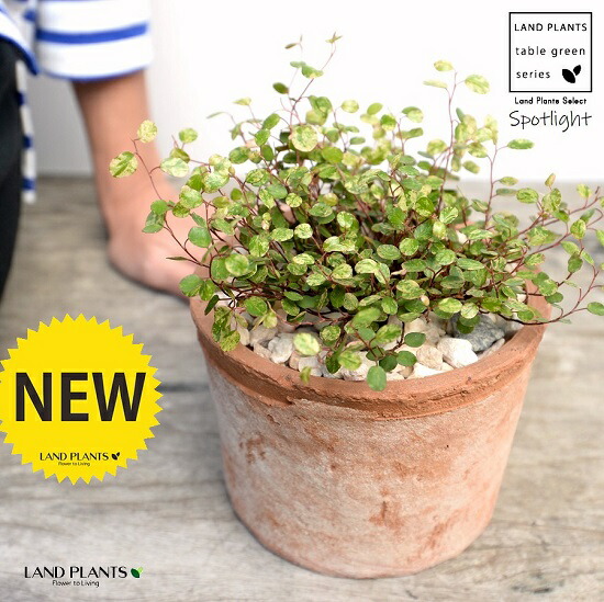 楽天市場 ワイヤープランツ 斑入り スポットライト 茶色 モスポット シリンダー型 陶器鉢 天然砕石 ワイヤー グランドカバー つる性植物 鉢植え 鉢 素焼 テラコッタ 茶 ブラウン 丸 丸形 観葉植物 植物 送料無料 育て方カード ランドプランツ