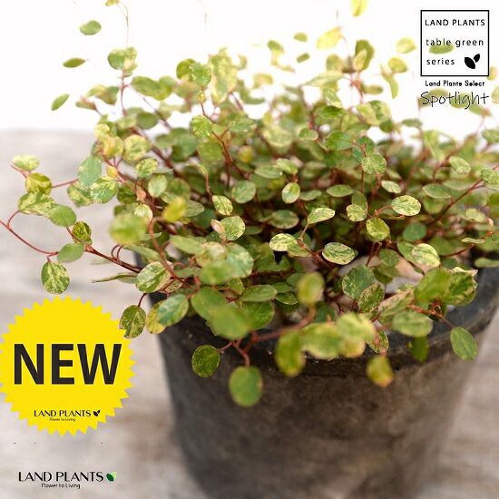 ワイヤープランツ 斑入り スポットライト 黒色 モスポット シリンダー型 陶器鉢 天然砕石 ワイヤー グランドカバー つる性植物 鉢植え 鉢 素焼 テラコッタ 黒 フラック 丸 丸形 送料無料 育て方カード 観葉植物 植物 Jurisaxis Com