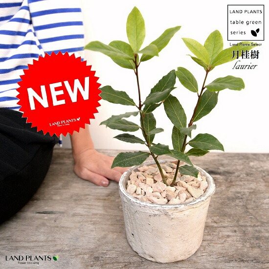 月桂樹 ローリエ 白色 モスポット シリンダー型 陶器鉢 天然砕石 ゲッケイジュ ロリエ ローレル 香味料 鉢植え 鉢 素焼 テラコッタ 白 ホワイト 丸 丸形 送料無料 育て方カード Mgpadel Com