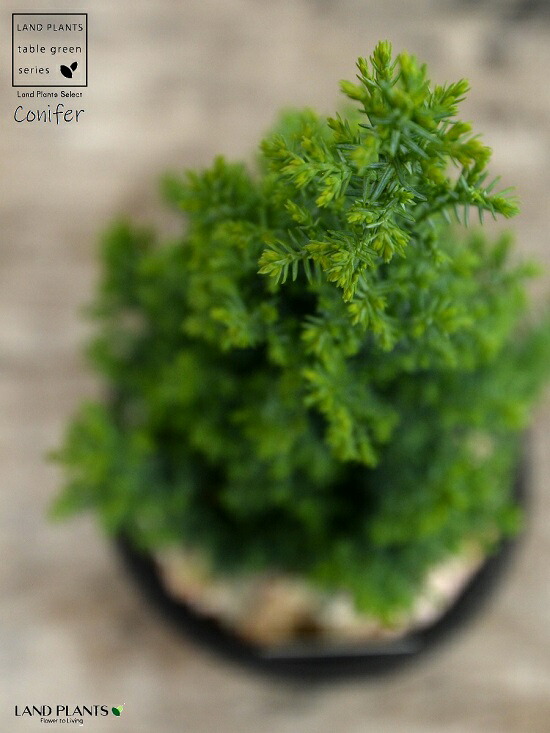 楽天市場 コニファー エルウッズエンパイヤ モスポット シリンダー型 陶器鉢 黒色 天然砕石 エンパイヤー ヒノキ クリスマスツリー シンボルツリー 針葉樹 鉢植え 鉢 素焼 テラコッタ 黒 ブラック 丸 丸形 観葉植物 植物 送料無料 ランドプランツ