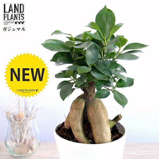 楽天市場】ガジュマル（幹太） 5号 プラスチック鉢 黒色 Ficus