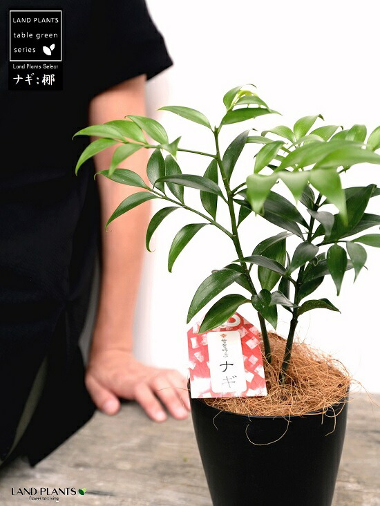 楽天市場】【お試し】ナギ（梛の木） 4号 プラスチック鉢 ブラック