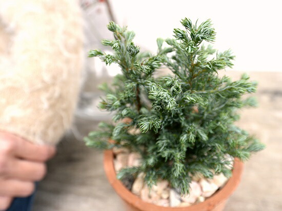 コニファー ブルーバード 茶色 モスポット シリンダー型 陶器鉢 天然砕石 ボールバード ヒノキ クリスマスツリー シンボルツリー 針葉樹 鉢植え 鉢 素焼 テラコッタ 茶 ブラウン 丸 丸形 観葉植物 植物 送料無料 Giosenglish Com