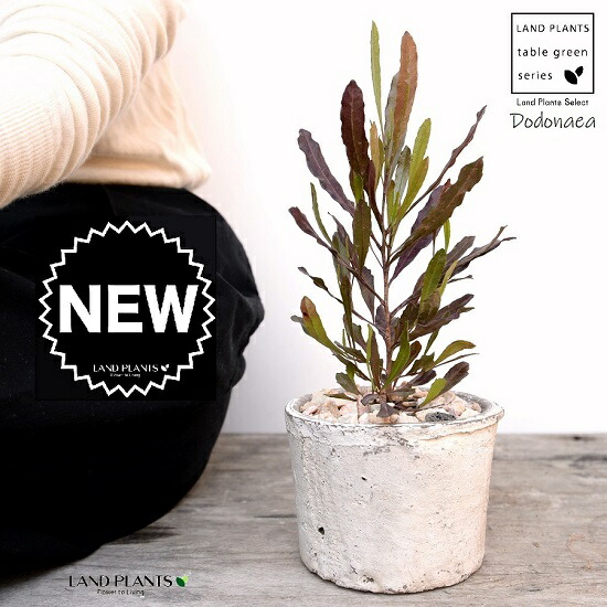 ドドナエア プルプレア 白色 モスポット シリンダー型 陶器鉢 天然砕石 オーストラリアプランツ オージープランツ 針葉樹 鉢植え 鉢 素焼 テラコッタ 白 ホワイト 丸 丸形 観葉植物 植物 送料無料 Giosenglish Com