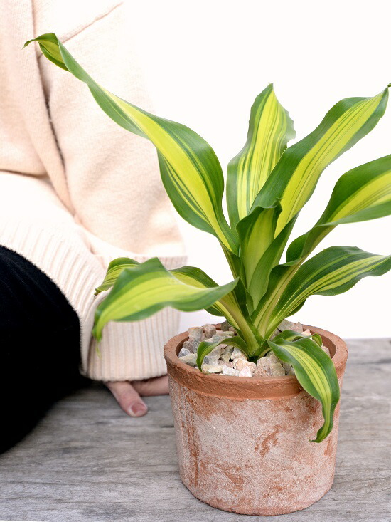 ドラセナ マッサン 基幹なし 茶色 モスポット 円柱形姿 陶製頭顱 野生砕石 マッサンゲアナ 幸せの高木 シマセンネンボク鉢植え 鉢 素焼 テラコッタ 茶 赤銅 銀子 丸外見 観葉草木 植物 送料無料 Hotjobsafrica Org