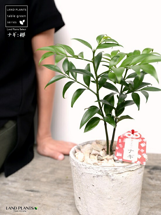 結婚の樹姿形図 梛 ナギ 白み色 モスポット 円筒枠 瀬戸もの髑髏 自然状態砕石 ナギの木 梛木 熊野三山 神木 鉢植え 鉢 素焼 テラコッタ 白 純白 くすみ呈色 御足 丸形 貨物輸送無料 育て向スコアカード Hotjobsafrica Org