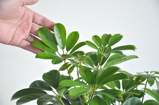 シェフレラ ホンコンカポック 白いこと セラアート丼 カポック 香港 室外 敬老のデート 条項消化 観葉植物 Hotjobsafrica Org