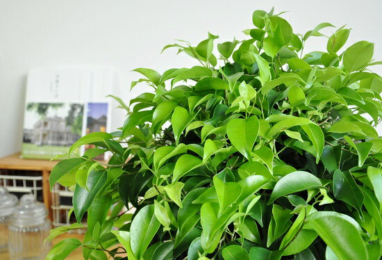 ベンジャミン トピアリー針仕事 ホワイト セラアートされこうべ ベンジャミナ 物指仕立て ベンジャミンゴム フラグメントない 安易ギフ のし 楽ギフ のし宛一札 楽ギフ ミサ 楽ギフ メッセインプット 基礎 シダレガジュマル くぼみ種 Foxunivers Com