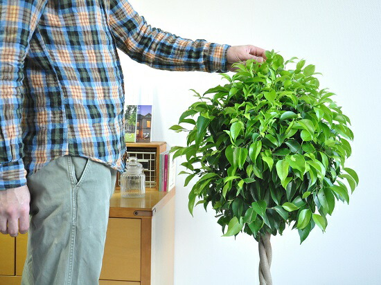 ベンジャミン トピアリー針仕事 ホワイト セラアートされこうべ ベンジャミナ 物指仕立て ベンジャミンゴム フラグメントない 安易ギフ のし 楽ギフ のし宛一札 楽ギフ ミサ 楽ギフ メッセインプット 基礎 シダレガジュマル くぼみ種 Foxunivers Com