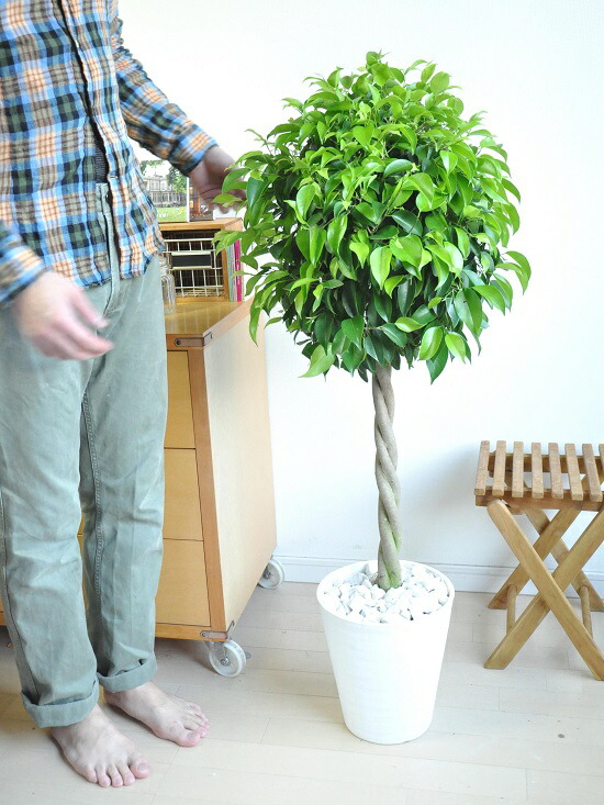 ベンジャミン トピアリー針仕事 ホワイト セラアートされこうべ ベンジャミナ 物指仕立て ベンジャミンゴム フラグメントない 安易ギフ のし 楽ギフ のし宛一札 楽ギフ ミサ 楽ギフ メッセインプット 基礎 シダレガジュマル くぼみ種 Foxunivers Com