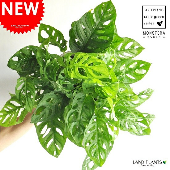 マドカズラ 卓上サイズ 7号 白色 プラスチック鉢 ココファイバー 受け皿 育て方 モンステラ フリードリヒスターリー 観葉植物 送料無料 Educaps Com Br