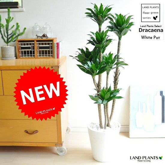 楽天市場】観葉植物 ドラセナ・コンパクタ 8号鉢 大型 本物 鉢カバー