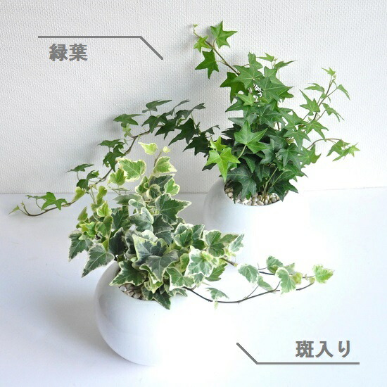 選べる種類 アイビー ヘデラ 白色 丸型 陶器鉢 斑入り葉 緑葉 苗 観葉植物 植物 蔓 蔦 送料無料 Educaps Com Br