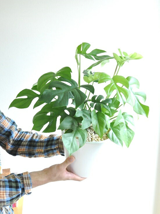 ヒメモンステラ 白色 中型ラウンド 陶器鉢 ミニモンステラ ラフィドホラ テトラスペルマ アダンソニー ペルツーサ サトイモカズラ属 モンスター モンステラ ホウライショウ属 デリシオサ デリシオーサ 送料無料 観葉植物 Letempslev K7a Com