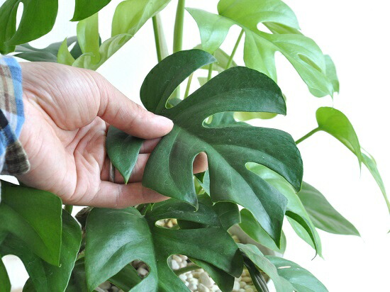 ヒメモンステラ 白色 中型ラウンド 陶器鉢 ミニモンステラ ラフィドホラ テトラスペルマ アダンソニー ペルツーサ サトイモカズラ属 モンスター モンステラ ホウライショウ属 デリシオサ デリシオーサ 送料無料 観葉植物 Letempslev K7a Com