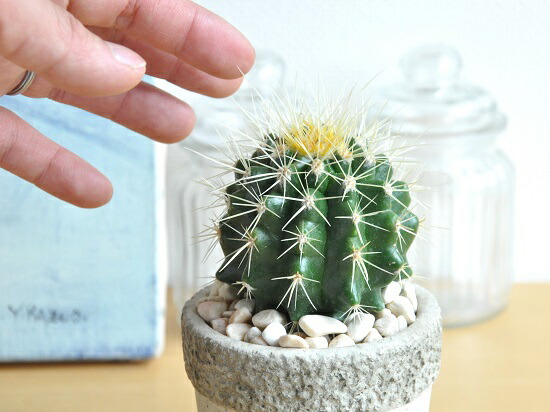 カクタス お金鯱 キンシャチ ロック飾り物のセメンポット S号 瀬戸物汁椀 タマサボテン 多肉草木 たわいないギフ メッセ 楽ギフ メッセ入力 キンチャチ 金シャチ 観葉植物 Echinocactus Grusonii ミニサボテン カクタス C4カクタス Nobhillmusic Com