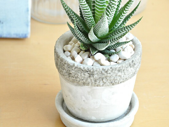 多肉植物 十二の巻 石模様のセメントポット Sサイズ 陶器鉢 ハオルチア ジュウニノマキ ハウォルチア Haworthia Attenuata Giosenglish Com