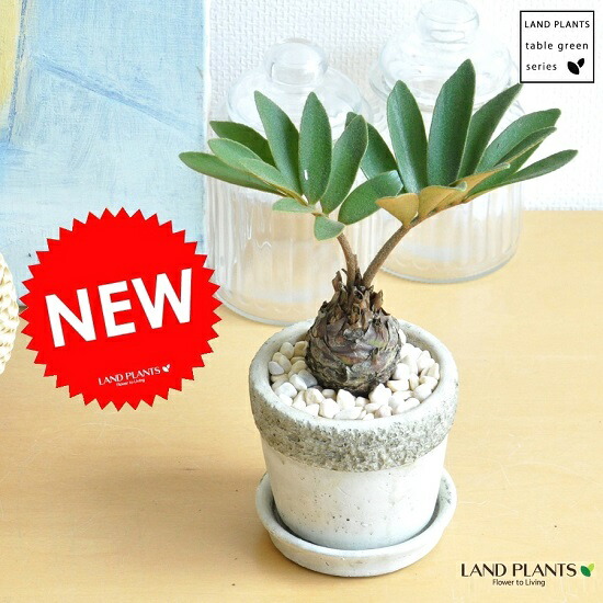 楽天市場】ザミア （プミラ） 白色 丸型 陶器鉢 1鉢 【天然砕石・受皿