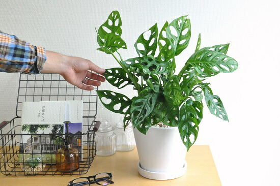 マドカズラ 純白 中型ラウンド 土器鉢 ミニモンステラ ラフィドホラ テトラスペルマ サトイモカズラ属 鬼 モンステラ ホウライショウ属 敬老の昼 ケ所消化 観葉草木 Foxunivers Com