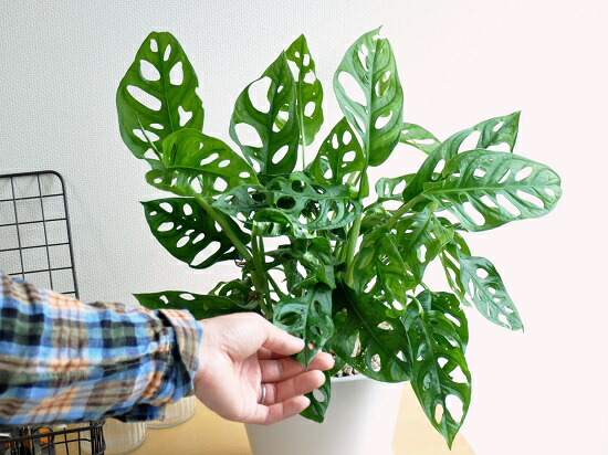 マドカズラ 純白 中型ラウンド 土器鉢 ミニモンステラ ラフィドホラ テトラスペルマ サトイモカズラ属 鬼 モンステラ ホウライショウ属 敬老の昼 ケ所消化 観葉草木 Foxunivers Com