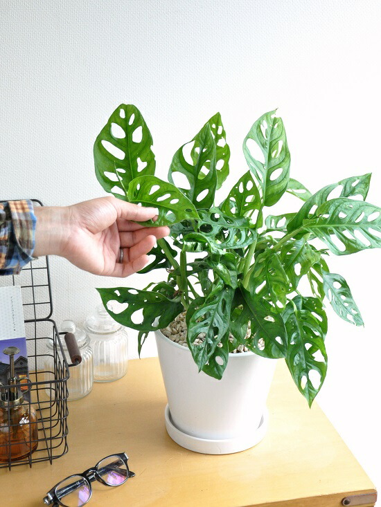 マドカズラ 純白 中型ラウンド 土器鉢 ミニモンステラ ラフィドホラ テトラスペルマ サトイモカズラ属 鬼 モンステラ ホウライショウ属 敬老の昼 ケ所消化 観葉草木 Foxunivers Com