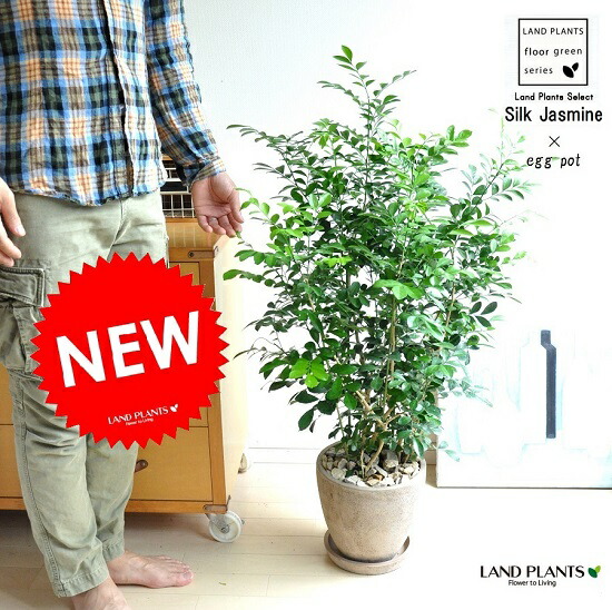 絹地ジャスミン（ゲッキツ） 赤銅色 エッグ型 ラウンド 瀬戸もの鉢 （生まれながら石：茶石） 花を付ける観葉 好いたらしい芳ばしさの花が咲く ゲッキツ ジャスミン 血の巡り推しすすめる 月橘 オレンジ色ジャスミン 飼い犬ツゲ
