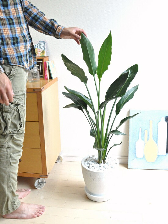 ストレリチア レギネ 極楽鳥全盛期 白み エッグ形態 ラウンド磁器器 ストレチアレギネ ゴクラクチョウカ アジアン翠 オーガスタ 敬老の時日 個条消化 観葉植物 Hotjobsafrica Org